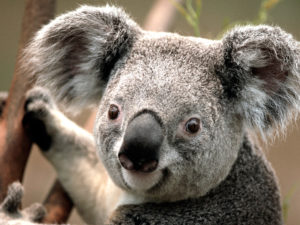 Fluffy Koala